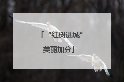 “红树进城” 美丽加分