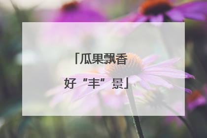 瓜果飘香 好“丰”景