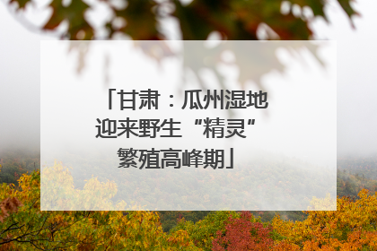 甘肃：瓜州湿地迎来野生“精灵”繁殖高峰期