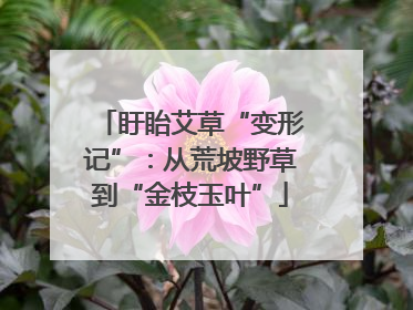 盱眙艾草“变形记”：从荒坡野草到“金枝玉叶”