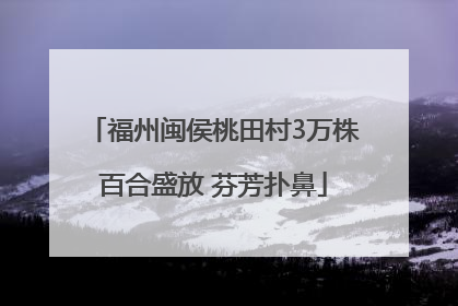福州闽侯桃田村3万株百合盛放 芬芳扑鼻