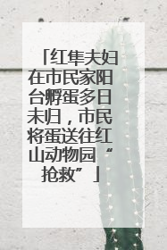 红隼夫妇在市民家阳台孵蛋多日未归，市民将蛋送往红山动物园“抢救”