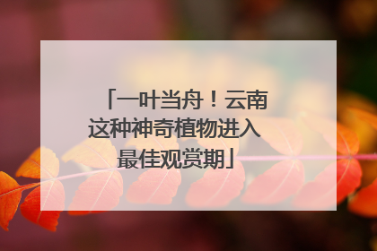 一叶当舟！云南这种神奇植物进入最佳观赏期