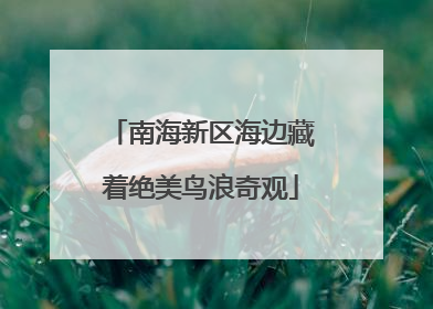 南海新区海边藏着绝美鸟浪奇观