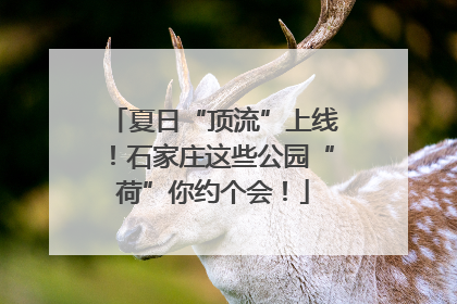 夏日“顶流”上线！石家庄这些公园“荷”你约个会！