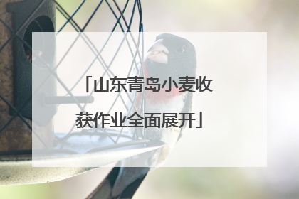 山东青岛小麦收获作业全面展开