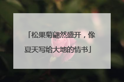 松果菊翩然盛开，像夏天写给大地的情书