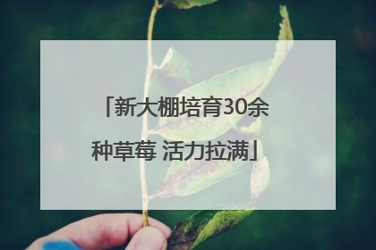 新大棚培育30余种草莓 活力拉满