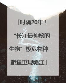 时隔20年！“长江最神秘的生物”极危物种鳤鱼重现赣江