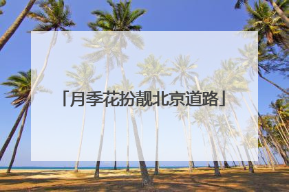 月季花扮靓北京道路