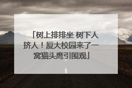 树上排排坐 树下人挤人！厦大校园来了一窝猫头鹰引围观