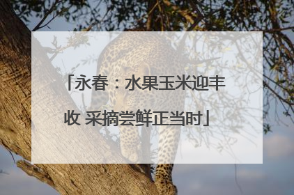 永春：水果玉米迎丰收 采摘尝鲜正当时