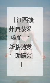 江西赣州夏茶采收忙 “新茶勃发”助振兴