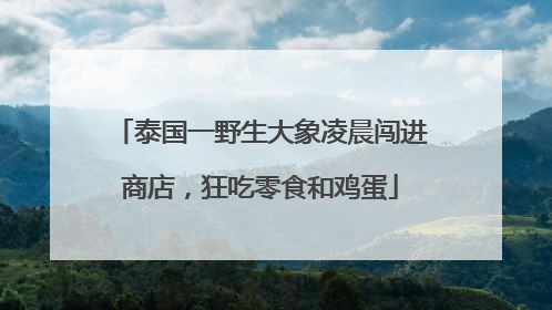 泰国一野生大象凌晨闯进商店，狂吃零食和鸡蛋