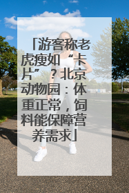 游客称老虎瘦如“卡片”？北京动物园：体重正常，饲料能保障营养需求