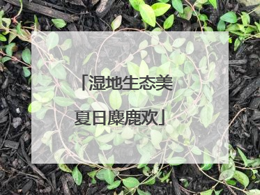 湿地生态美 夏日麋鹿欢