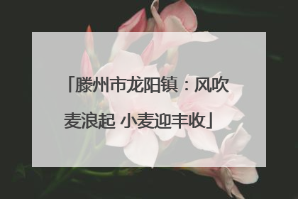 滕州市龙阳镇：风吹麦浪起 小麦迎丰收
