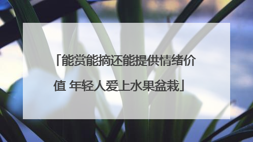 能赏能摘还能提供情绪价值 年轻人爱上水果盆栽