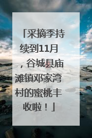 采摘季持续到11月，谷城县庙滩镇邓家湾村的蜜桃丰收啦！