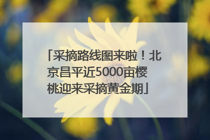 采摘路线图来啦！北京昌平近5000亩樱桃迎来采摘黄金期