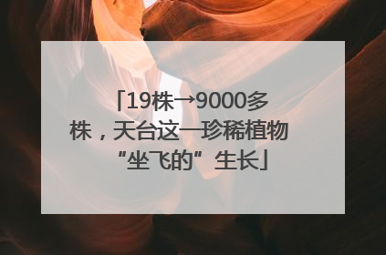 19株→9000多株，天台这一珍稀植物“坐飞的”生长